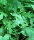 Rocket salad - closeup. Royalty Free Stock Photo