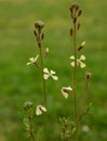 Rocket salad flowers on a backdrop of blurred greens, rucola flowers in spice garden in spring Royalty Free Stock Photo