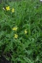 Rocket salad leaves and flowers - plant has gone to seed. Also k Royalty Free Stock Photo