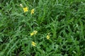 Rocket salad leaves and flowers - plant has gone to seed. Also k Royalty Free Stock Photo