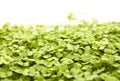 Rocket salad microgreens, compact sowing for early harvesting Royalty Free Stock Photo