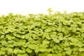 Rocket salad microgreens, compact sowing for early harvesting Royalty Free Stock Photo