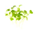 Rocket salad microgreens, compact sowing for early harvesting Royalty Free Stock Photo
