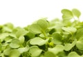 Rocket salad microgreens, compact sowing for early harvesting Royalty Free Stock Photo