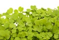 Rocket salad microgreens, compact sowing for early harvesting Royalty Free Stock Photo