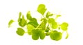 Rocket salad microgreens, compact sowing for early harvesting Royalty Free Stock Photo