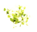 Rocket salad microgreens, compact sowing for early harvesting Royalty Free Stock Photo