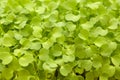 Rocket salad microgreens, compact sowing Royalty Free Stock Photo