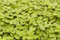 Rocket salad microgreens, compact sowing Royalty Free Stock Photo