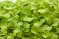 Rocket salad microgreens, compact sowing Royalty Free Stock Photo