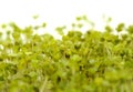 Rocket salad microgreens, shoots with first pair of leaves isolated Royalty Free Stock Photo