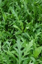 Rocket salad plant leaves growing in garden. Also known as Eruca sativa, arugula, rucola, rucoli, rugula, colewort, and roquette. Royalty Free Stock Photo