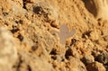 Rockfall. A man in an emergency in the mountains asks for help Royalty Free Stock Photo