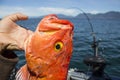 Rockfish caught while Fishing West Coast Royalty Free Stock Photo