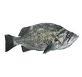 Rockfish Royalty Free Stock Photo