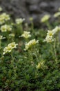Rockfoil Saxifraga x apiculata Gregor Mendel, plants with pale lemon flowers Royalty Free Stock Photo