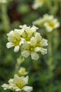 Rockfoil Saxifraga x apiculata Gregor Mendel, close-up of pale lemon flowers Royalty Free Stock Photo