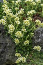 Rockfoil Saxifraga x apiculata Gregor Mendel, pale lemon flowers Royalty Free Stock Photo