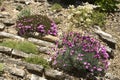 Rockgarden with Dianthus