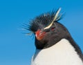 Rockhopper penguin