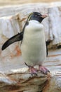 Rockhopper penguin Royalty Free Stock Photo