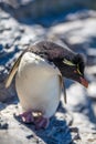 Rockhopper Penguin bending to te side.