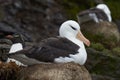 Rockhopper Penguin and Black-browed Albatross - Falkland Islands Royalty Free Stock Photo