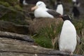 Rockhopper Penguin and Black-browed Albatross - Falkland Islands Royalty Free Stock Photo