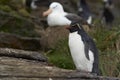 Rockhopper Penguin and Black-browed Albatross - Falkland Islands Royalty Free Stock Photo
