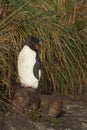 Rockhopper Penguin on Bleaker Island Royalty Free Stock Photo