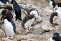 Rockhopper penguin chick calling, imitating the adults, New Island, Falkland Islands Royalty Free Stock Photo