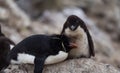 Rockhopper Penguin Chick Looking at Its Parent Royalty Free Stock Photo