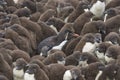 Rockhopper Penguin chicks on Bleaker Island Royalty Free Stock Photo