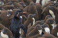 Rockhopper Penguin chicks on Bleaker Island Royalty Free Stock Photo