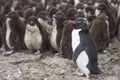 Rockhopper Penguin chicks on Bleaker Island in the Falkland Islands Royalty Free Stock Photo