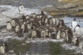 Rockhopper Penguin chicks on Bleaker Island in the Falkland Islands Royalty Free Stock Photo