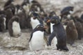 Rockhopper Penguin chicks on Bleaker Island in the Falkland Islands Royalty Free Stock Photo