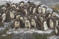 Rockhopper Penguin chicks on Bleaker Island in the Falkland Islands Royalty Free Stock Photo