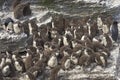 Rockhopper Penguin chicks on Bleaker Island in the Falkland Islands
