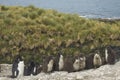 Rockhopper Penguin chicks on Bleaker Island in the Falkland Islands Royalty Free Stock Photo