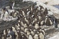 Rockhopper Penguin chicks on Bleaker Island in the Falkland Islands Royalty Free Stock Photo