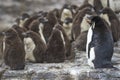 Rockhopper Penguin chicks on Bleaker Island in the Falkland Islands Royalty Free Stock Photo