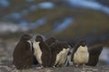 Rockhopper Penguin chicks on Bleaker Island in the Falkland Islands Royalty Free Stock Photo