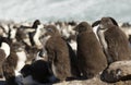 Rockhopper penguin chicks standing on rocks in a rookery Royalty Free Stock Photo