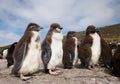 Rockhopper penguin chicks standing on rocks in a rookery Royalty Free Stock Photo