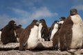 Rockhopper penguin chicks standing on rocks in a rookery Royalty Free Stock Photo