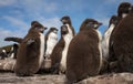 Rockhopper penguin chicks standing on rocks in a rookery Royalty Free Stock Photo