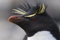 Rockhopper Penguin Close-up