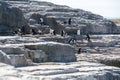 Rockhopper Penguin colony Royalty Free Stock Photo