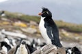 Rockhopper Penguin Royalty Free Stock Photo